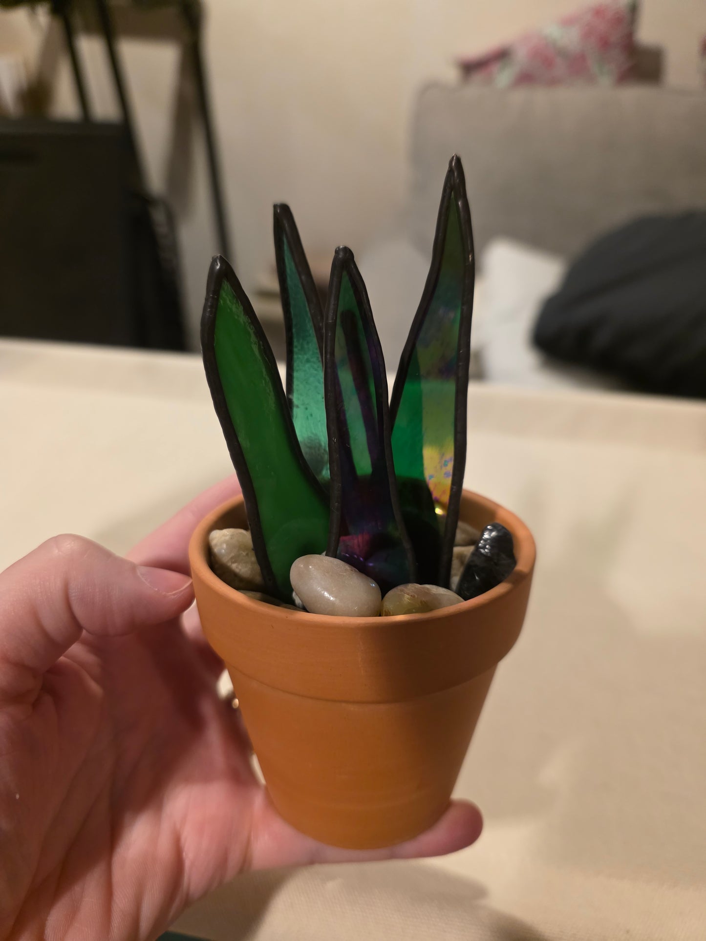 Potted Stained Glass Snake Plants