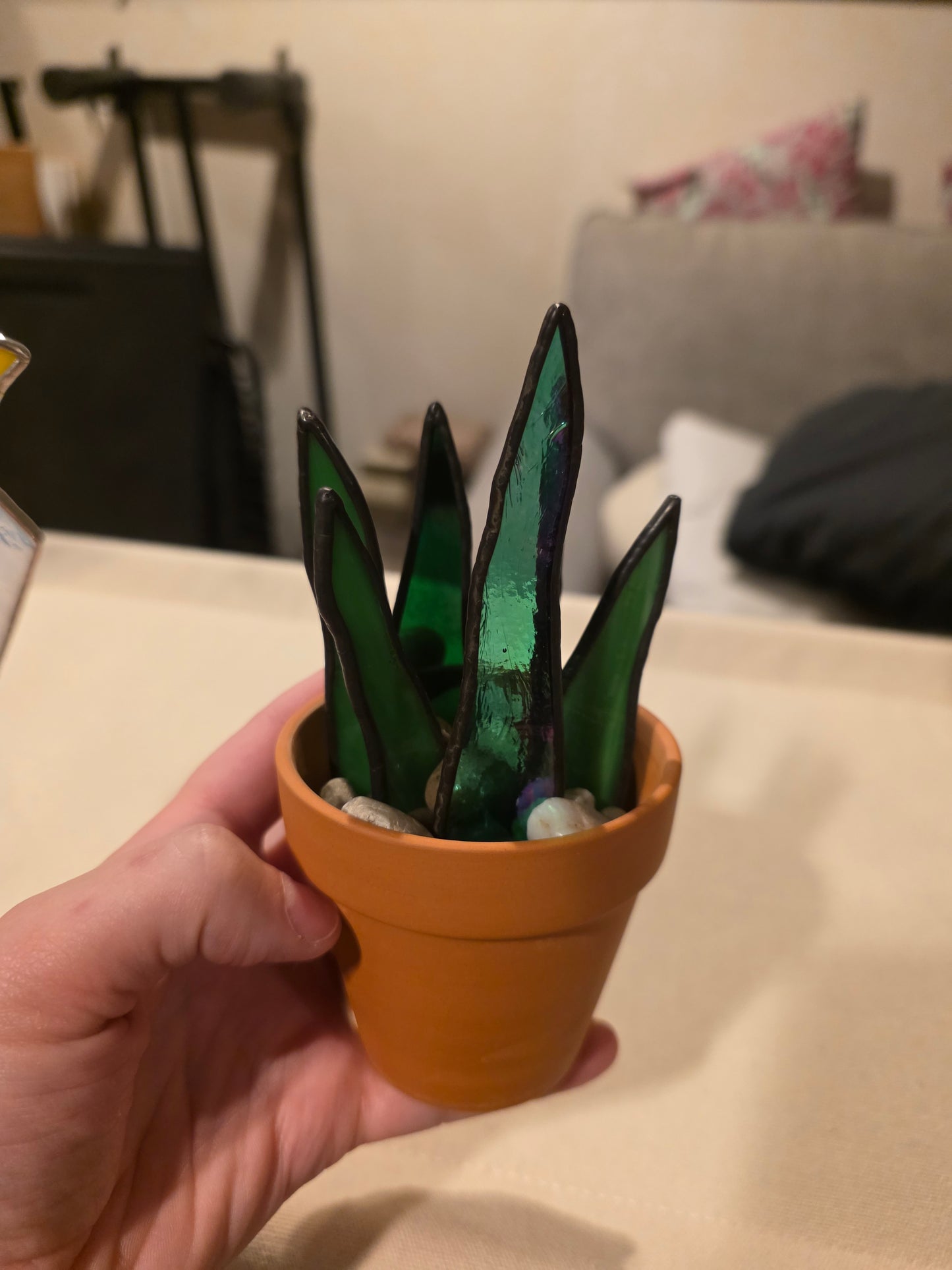 Potted Stained Glass Snake Plants