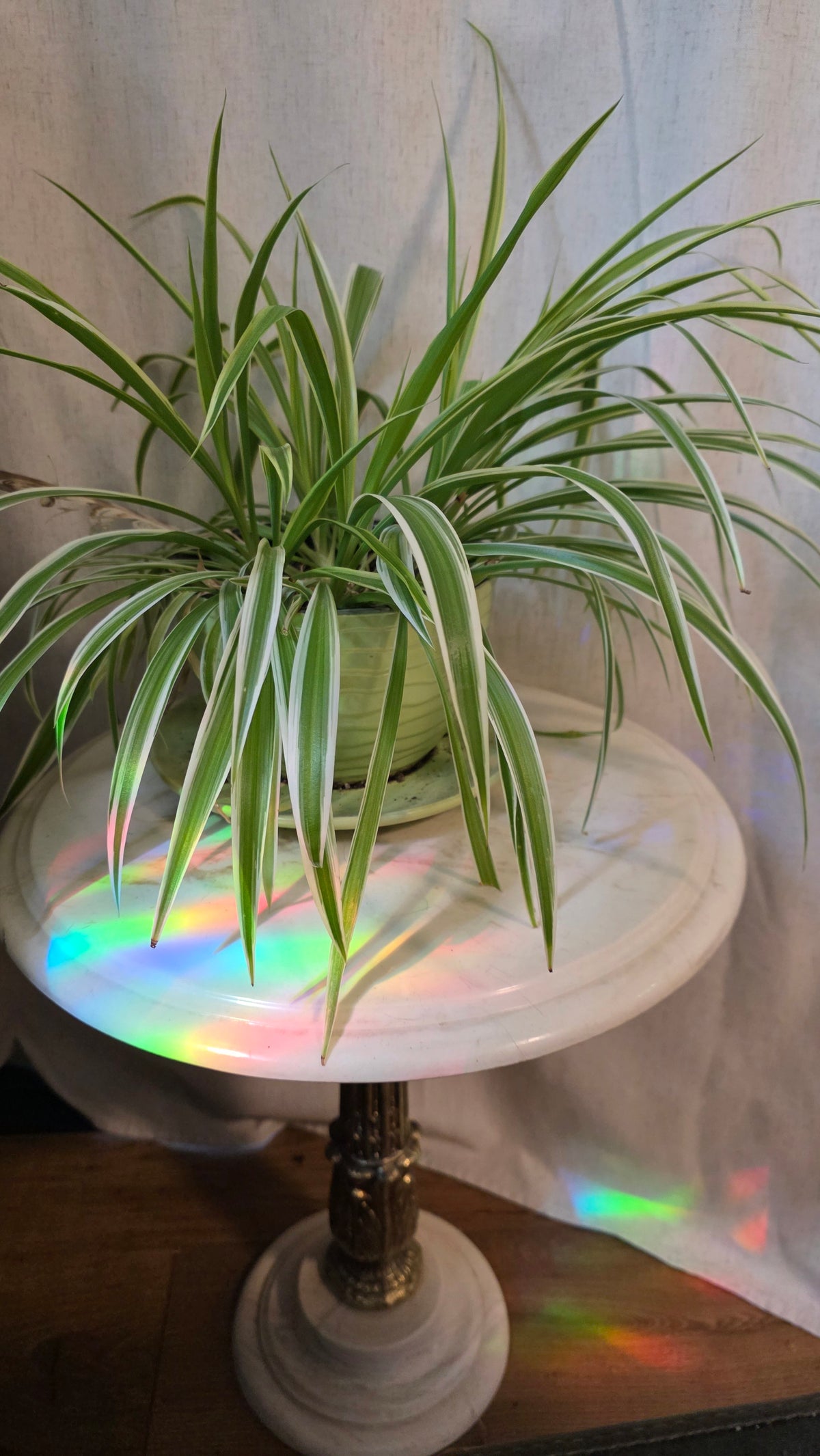 Rainbow Window Cling