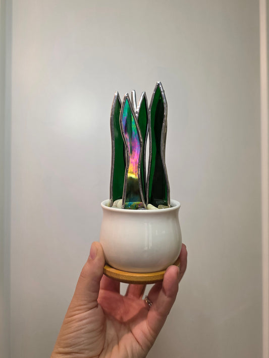 Potted Stained Glass Snake Plants