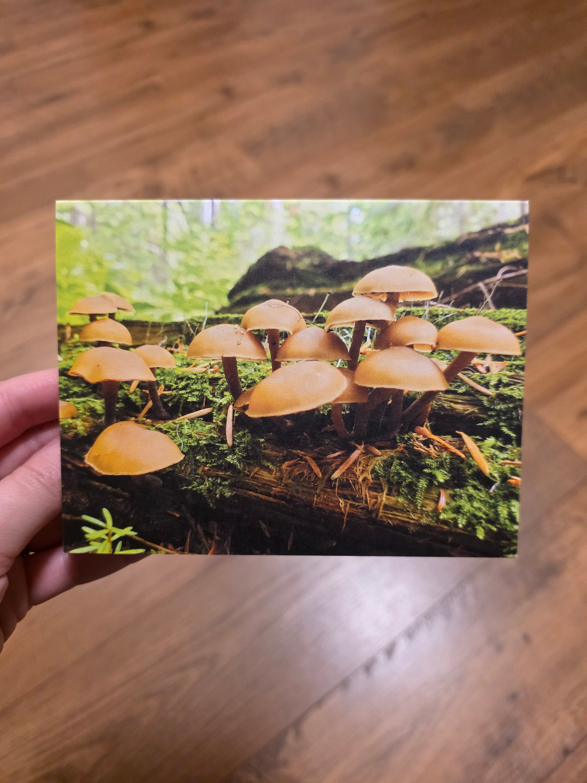 Greeting Cards - A Faery's Perspective
