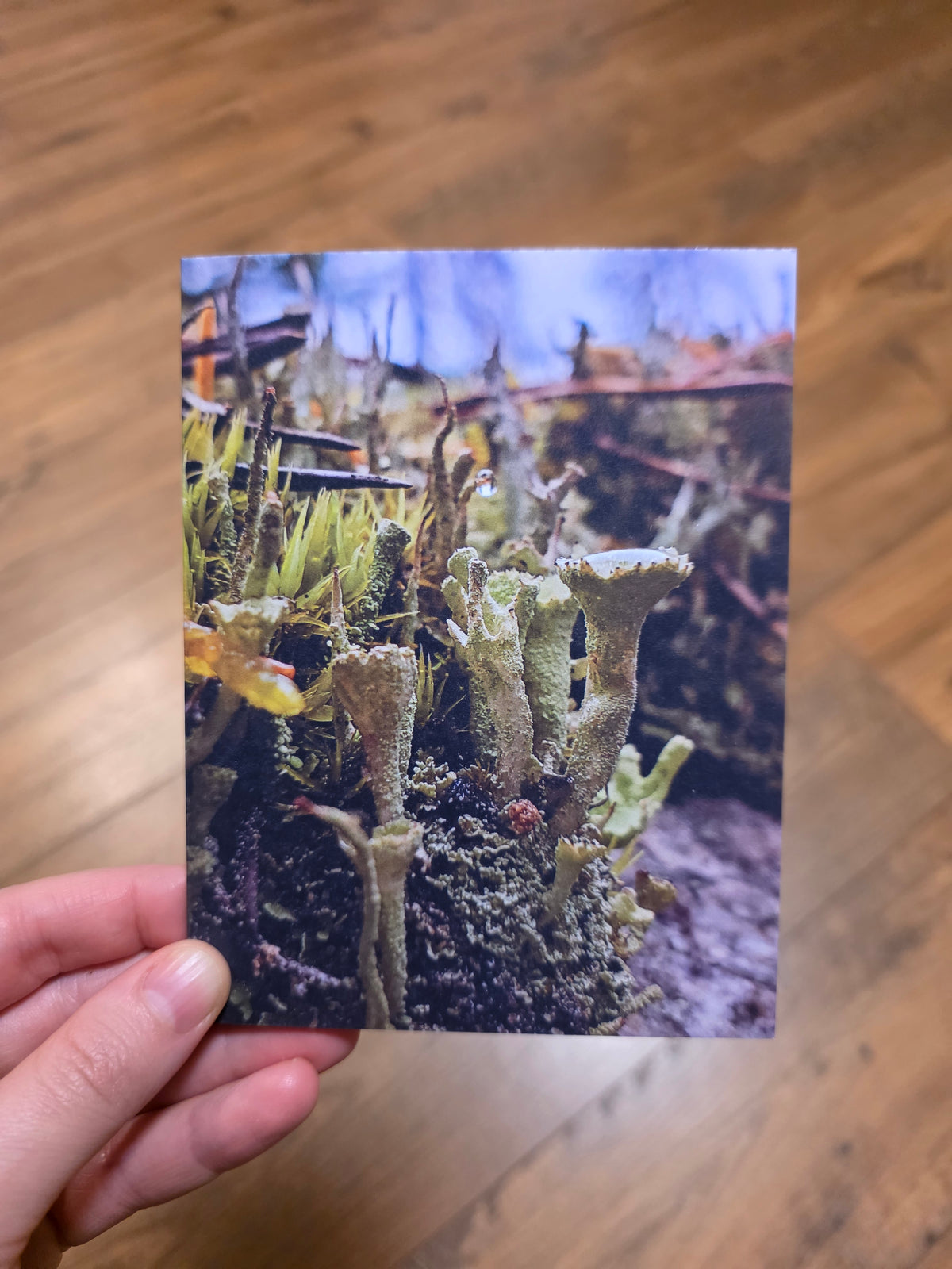 Greeting Cards - A Faery's Perspective