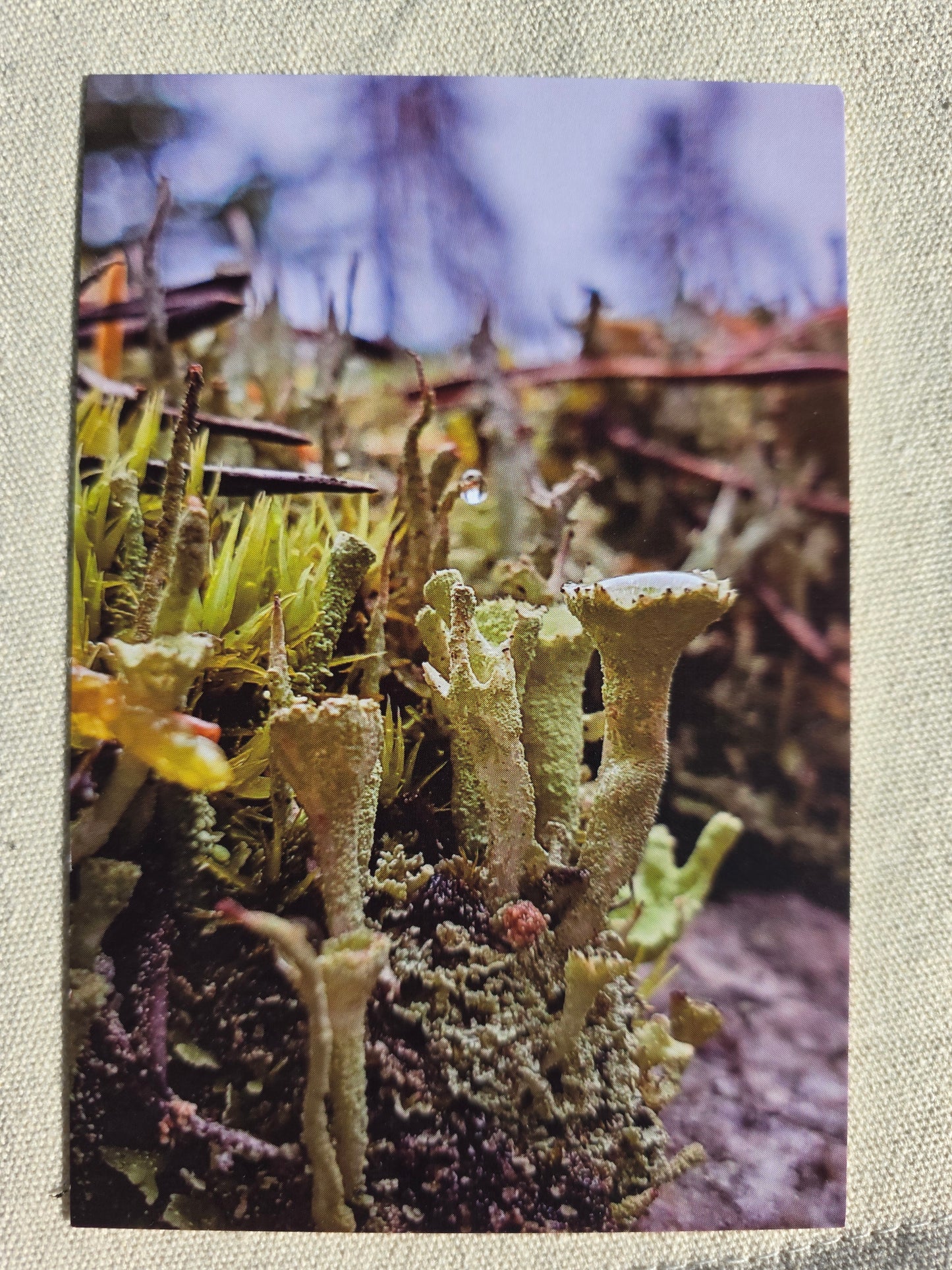 Postcards
