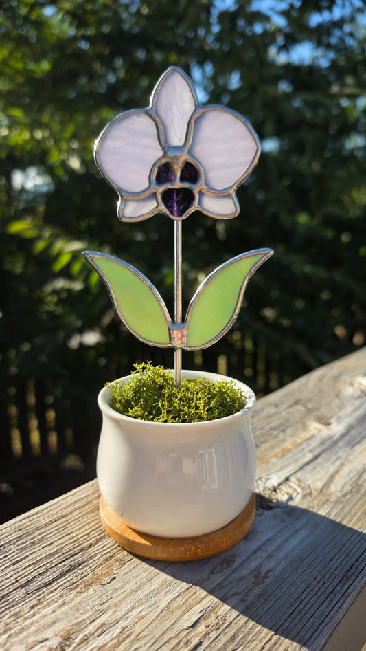 Potted Orchid