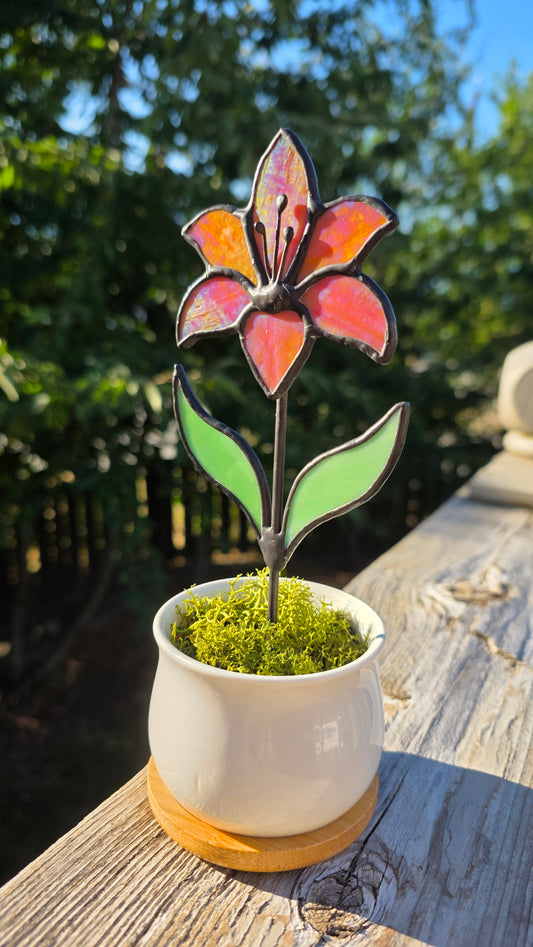 Potted Lily - Made to Order